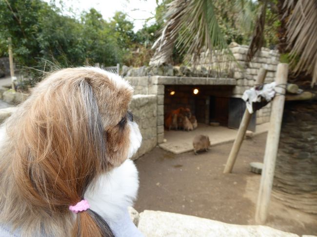 晩秋の優雅な伊豆と富士五湖 愛犬セレブの旅 Vol6 第2日目 伊豆高原 伊豆シャボテン公園 愛犬はカピバラを眺めて 伊豆高原 静岡県 の旅行記 ブログ By コトルさん フォートラベル