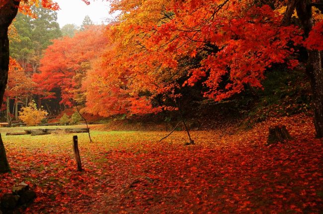 真紅の絨毯を敷き詰めた鶏足寺！こんなレッドカーペット見たこと