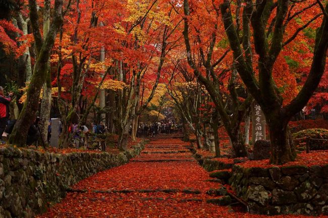 天壇　レッドカーペット　赤色　絨毯　茶道 真紅の絨毯を敷き詰めた鶏足寺！こんなレッドカーペット見たこと