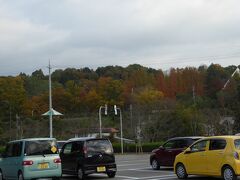 くろまろの郷　駐車場から・・・

「花の文化園」のメタセコイヤの紅葉が見えました
