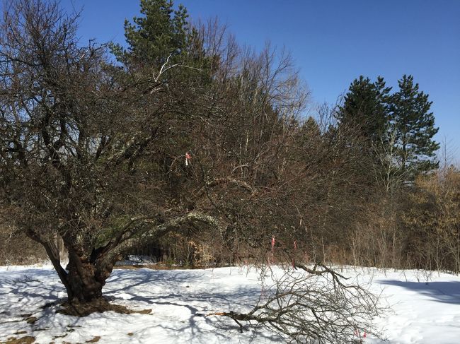 【世界一周】10-1.ん?どっち??ブルガリア ①雪のヴィトシャ国立公園