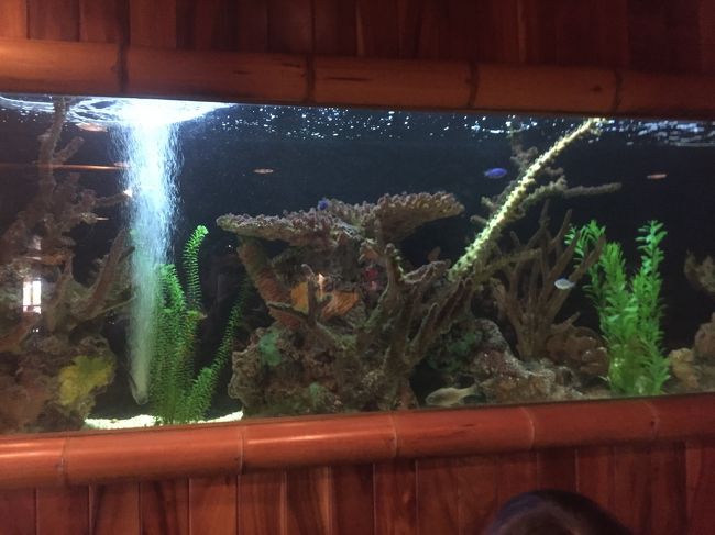 熱帯魚も泳いでおります。