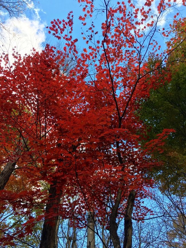紅葉がやはりきれいです。