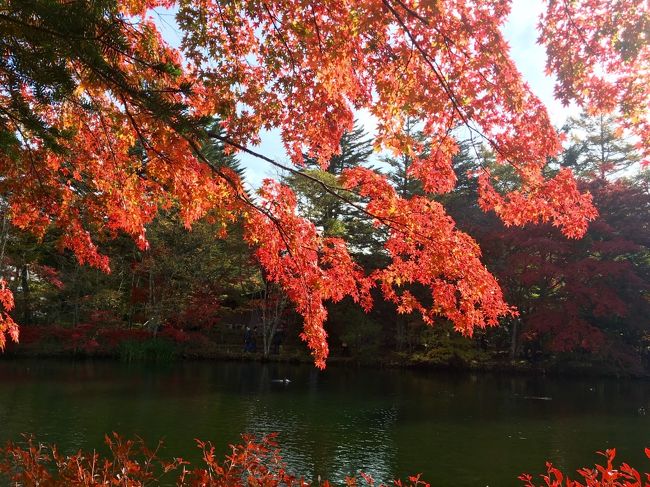 紅葉が素晴らしい！