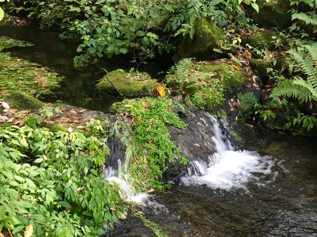 旧軽井沢銀座を目指します。<br />途中、雲場池の水源でもある御膳水。<br />想像していたよりも小さいです。<br />ゴルフ場あたりから下に降りるとあります。<br />ホテル鹿島ノ森敷地内になるそうです。