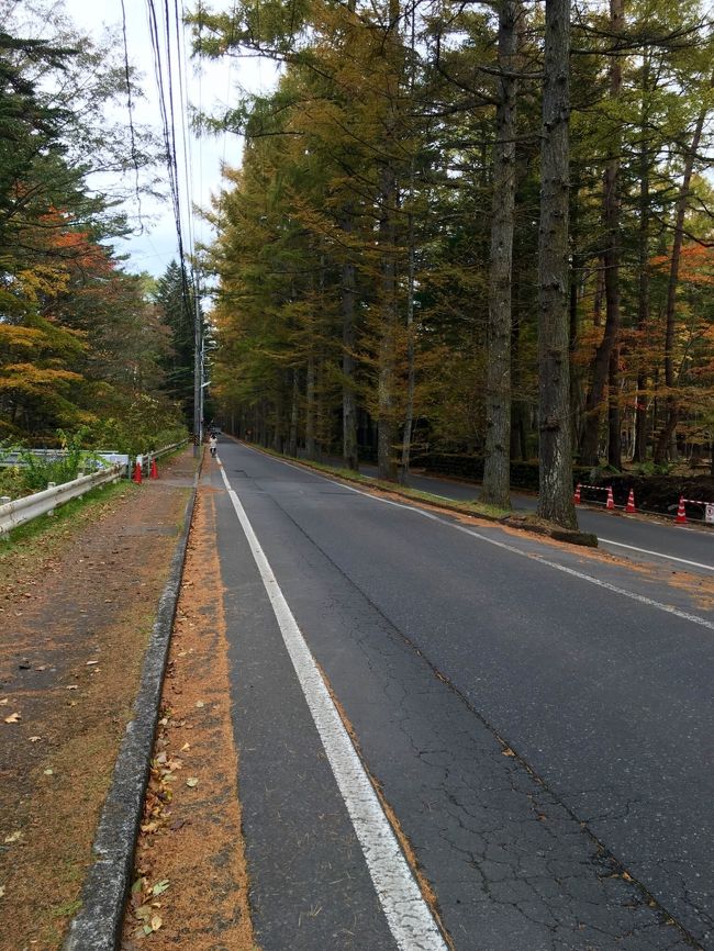 三笠通り。カラマツの並木が続きます。