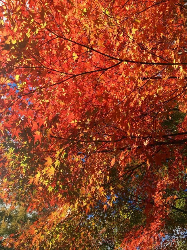 ホテルブレストンコートのラウンジに行ってみたくて、歩いて向かいます。<br />紅葉がきれいです。