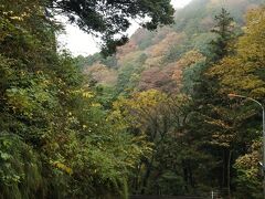 国道は大平台温泉から箱根湯本まで見頃となっている。