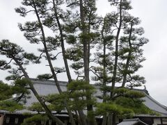 大願寺にて。首相伊藤博文公が訪れた時に植樹したとされる九本松。
見ごたえがあります。