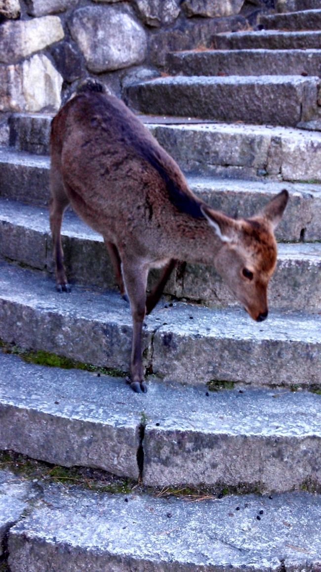 宮島上陸！かわいいシカに遭遇。ガイドブックを噛みつく。