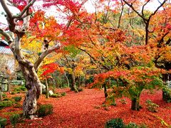 一乗寺下り松町の付近には多くの名刹がありますが、今回は圓光寺を訪れました。十牛之庭の紅葉は落葉し始めており、真っ赤な絨毯のようでした。