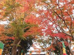 階段の左右のモミジが紅葉の見頃を迎えていた。