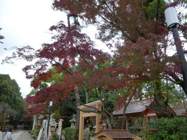 帰省のついでにちょっこと京都 知恩院で紅葉鑑賞 シナモンカフェでまったり ライトアップの激コミ清水寺散策編 二条 烏丸 河原町 京都 の旅行記 ブログ By クサポンさん フォートラベル