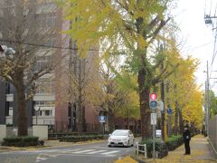 ちょうど銀杏が黄金色に色づく季節だったので､
日大三島高校から駅の方向へと続く銀杏並木を歩いてみました｡
