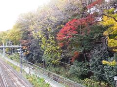 飛鳥山の森、線路際まで紅葉