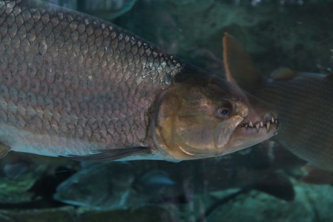 アロワナのような知ってる魚もいますが、なじみの無い魚もいますね。