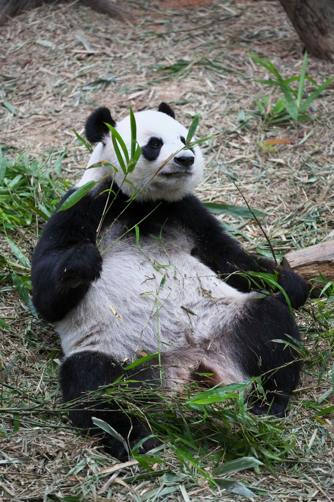 そしてパンダコーナーになります。ものすごく冷えた部屋になっており、入り口は混雑しても良いように並ぶ仕切りがありましたが、朝一なのでガラガラで待ち時間ゼロで入れました。<br /><br />実は生パンダ、初めて見たかも（汗