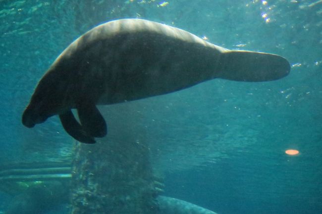 クエストを終わって大水槽にジュゴン？みたいのがいますね