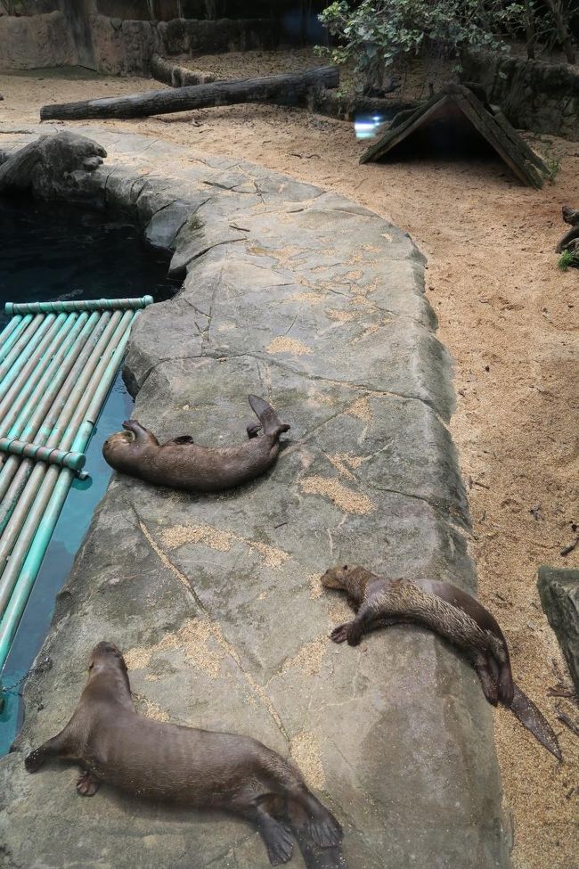 最後は彼らがまったりしています...<br />全体的にまったり杉なサファリでこれでＳＧＤ３０はさすがにボッタクリかもしれない。<br /><br />水・魚系のアトラクションなら、セントーサの水族館の方が確実に良いと思いますね。まぁ、動物園行って飽きたらこっちに来てって感じでしょうか。