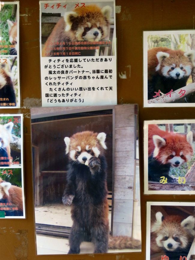 お嫁入りするまいちゃんのお別れ会に出たくて千葉市動物公園へ ２ レッサーパンダ特集 超可愛いメイタくんに夢中 まいちゃんお嫁入り前の楓太くん一族総勢９頭だけど クウタ パパはお休み 千葉市 千葉県 の旅行記 ブログ By まみさん フォートラベル