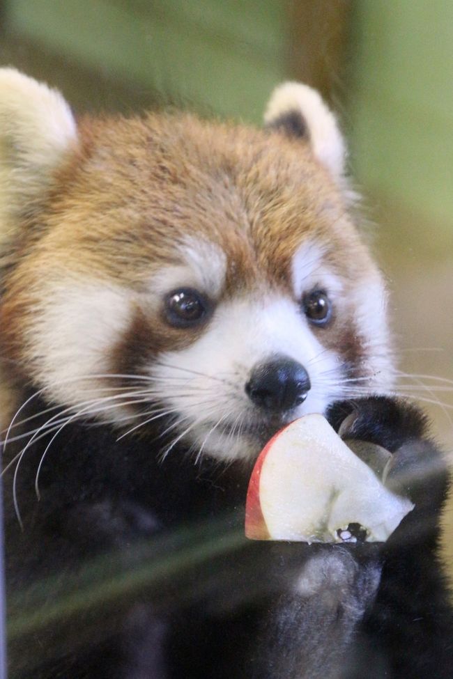 お嫁入りするまいちゃんのお別れ会に出たくて千葉市動物公園へ 2 レッサーパンダ 特集 超可愛いメイタくんに夢中 まいちゃんお嫁入り前の楓太くん一族総勢9頭だけど クウタ パパはお休み 千葉市 千葉県 の旅行記 ブログ By まみさん フォートラベル