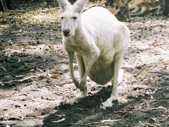 パースのシティには、スワン川沿いに動物園(Zoo)がありますが、郊外に行くと、カンガルーたちと直接触れ合える、動物たちの公園(Wildlife Park)があります。
カヴァーシャム(Caversham)と言います。

白いカンガルー、珍しいですね～。