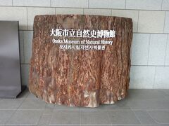 先ほどの花と緑と自然の情報センターから長居植物園を通って行くと大阪市立自然史博物館があります。

初めてやって来ました！

学生の時は、遠足や校外学習などでよく資料館や博物館に行きましたが、まさかひとりで行くとは思いませんでした！
学校などの団体より、ひとりで行く方が楽しいかも!?