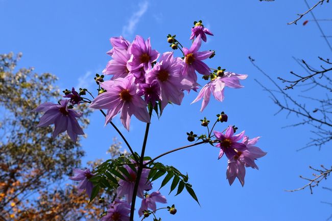 青空に向かってのびる皇帝ダリア<br />