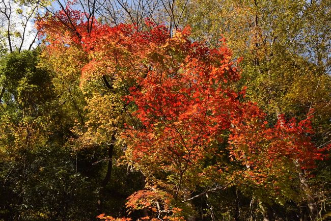 散策路の紅葉<br />