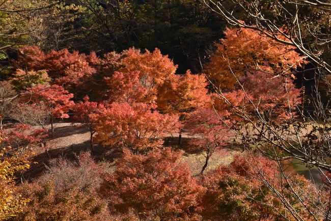 草履石公園のもみじ<br />