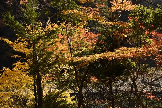 紅葉真っ盛り<br />