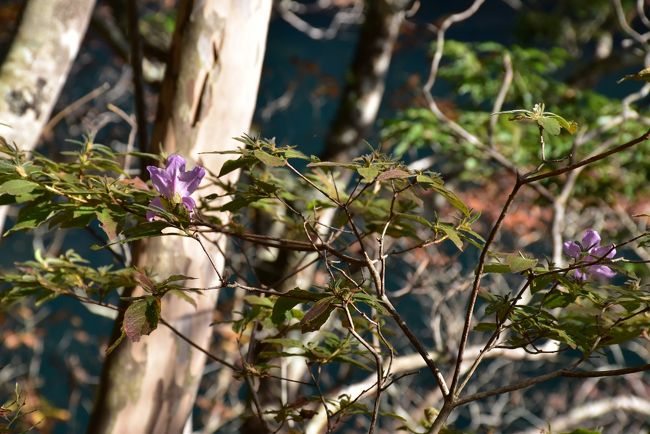 今頃、ツツジ？？<br />