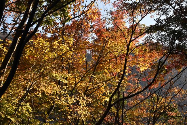 色づく広葉樹<br />