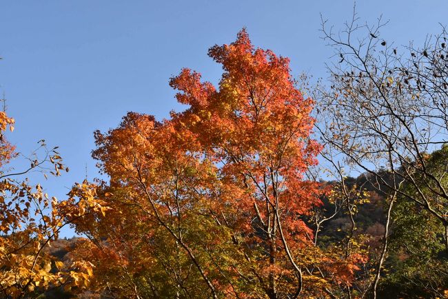 青空に映える紅葉<br />