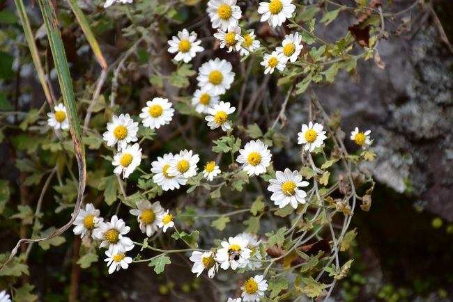 道端に咲く野菊の花<br />
