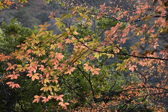 メグスリノキ<br />