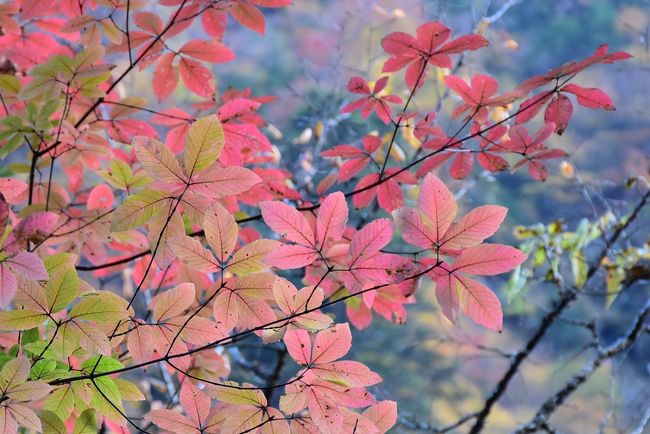 透けて見える紅葉<br /><br />３枚葉のメグスリノキです。<br />