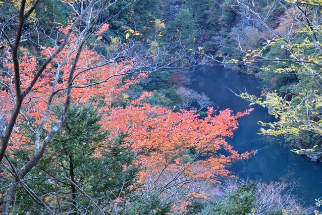 朱色に輝く寸又峡の樹木<br /><br />紅葉の寸又峡に満足し、バスと鉄道で浜松へ移動します。<br />