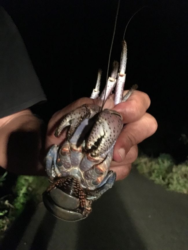 どこかの島で旅行中の男の子が同じ<br />宿やった女の子に「ほーらヤシガニ！」<br />って見せた時にハサミで指を挟まれ<br />救急車で運ばれた？って話しを<br />聞いた事があります(･･;)<br /><br /><br />みなさんヤシガニの取り扱いには<br />ご注意を。。。<br />