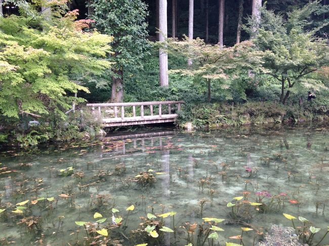 えへへ。ちょっと遠くまで来ちゃいました。岐阜にある、モネの池。誰が見つけたんだろう？