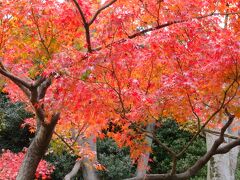 赤く色づいた木々が出迎えてくれました。

六義園　【紅葉と大名庭園のライトアップ】
◎　11/19（土）～12/7（水）
◎　期間中の開園時間　9時～21時（入場20時半まで）
◎　一般　３００円　シニア１５０円