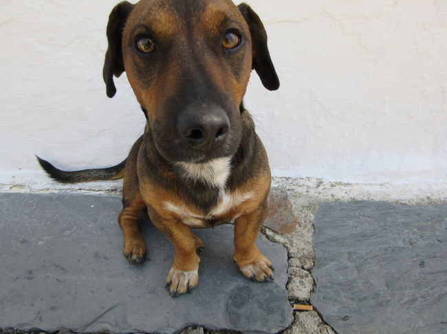 ワンコくん、ありがとう！<br />お礼したかったけど、食べ物もってなくてゴメン！