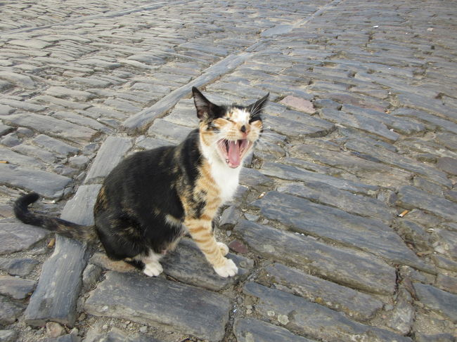 この村で初めてのニャンコさん発見！