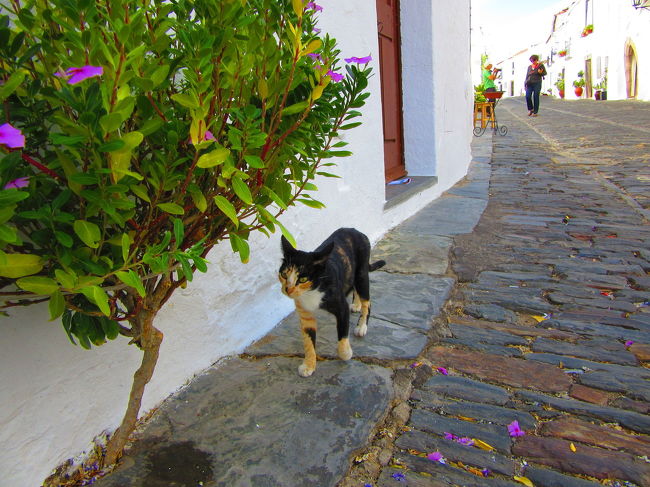 あら、昨日のねこちゃんと遭遇！