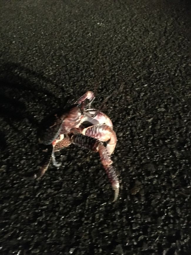 現在時刻は20:30…<br /><br />宿の軽バンで「ヤシガニ探しツアー」&amp;<br />「星空見えたらいいな多分無理やけどツアー」<br />に出発しまーす<br /><br />「寒くなってきたんでヤシガニいてるかな？」<br />って道中話ししてたんですが…<br /><br />真っ暗闇の中走ること約5分…<br />いきなり出現、なんか呆気ないなっと<br />思ってたらこの後もまぁ、いるわいるわ<br />まさにヤシガニパーラダイス<br /><br /><br />記念に第１ヤシガニ君パシャリ<br /><br /><br /><br /><br /><br /><br />