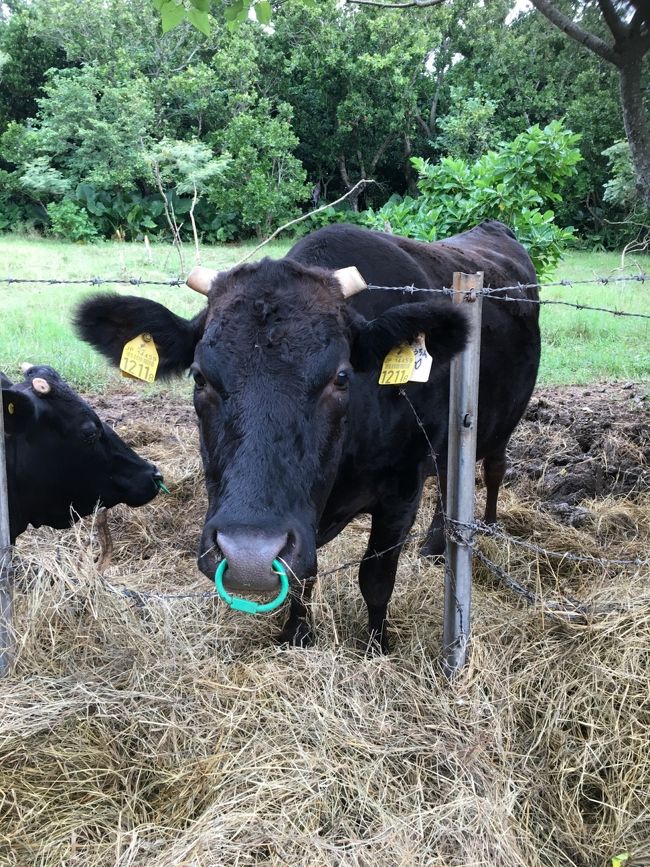 「人にまず合わないんで道に迷ったら<br />牛さんに聞いてよーっ！」って(笑)<br />この子は教えてくれる子なんかな(笑)<br /><br />この後、伊古桟橋に向かっている時に<br />ドシャ降りの大雨にあい全身ずぶ濡れ(泣)<br />部屋で、まったりしとけばよかった…