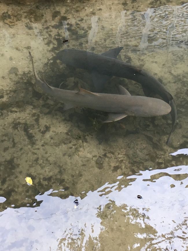 中には入らず<br />サメ見て はい！おわりー