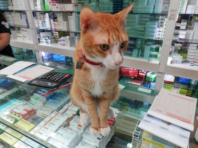 翌日は目を覚ますと寝不足からか？<br />頭が少し痛いので薬屋さんへ。<br />カワイ子ちゃん発見です。