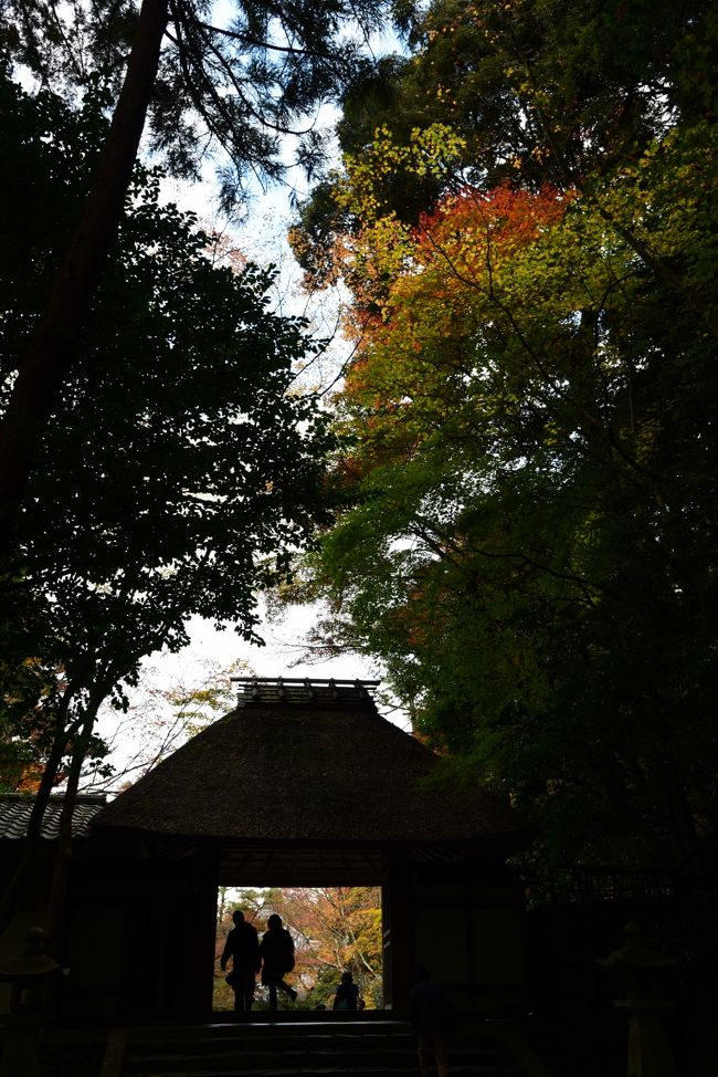 2016 京の紅葉散歩 法然院』東山・祇園・北白川(京都)の旅行記