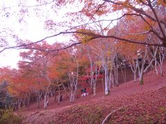 修善寺自然公園のもみじ林は晩秋の装い